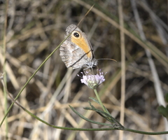 Pyronia cecilia