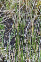 Juncus arcticus