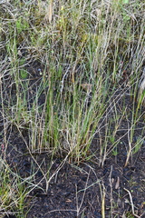Juncus arcticus