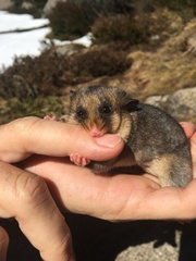 Burramys parvus
