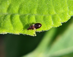 Anthocoris nemorum