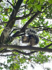 Sciurus variegatoides