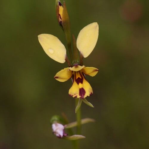 Image of Diuris laxiflora by (c) Hugo Innes, some rights reserved (CC BY)