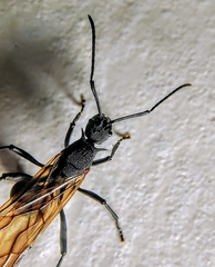 Polyrhachis armata
