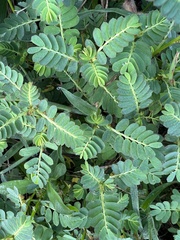 Phyllanthus urinaria