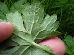 Phytomyza ranunculi