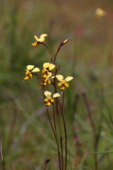 Diuris laxiflora