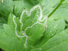Phytomyza ranunculi