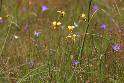 Image of Diuris laxiflora by (c) Hugo Innes, some rights reserved (CC BY)