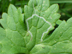 Phytomyza ranunculi