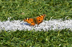 Nymphalis xanthomelas