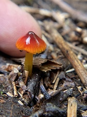 Gliophorus perplexus