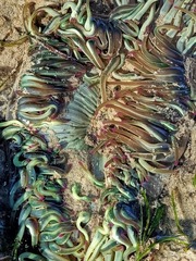 Macrodactyla doreensis