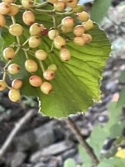 Viburnum dilatatum