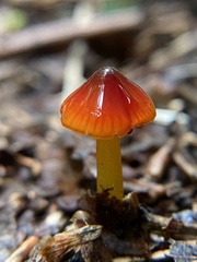 Gliophorus perplexus