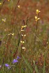 Diuris laxiflora