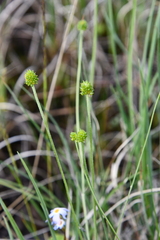 Ranunculus petroczenkoi