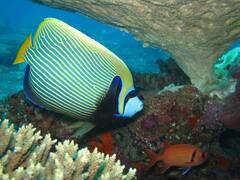 Pomacanthus imperator