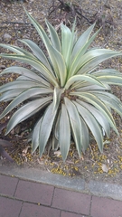 Agave desmettiana