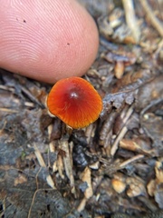 Gliophorus perplexus