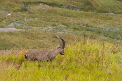 Capra ibex
