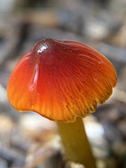 Gliophorus perplexus