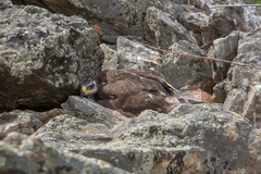 Aquila nipalensis