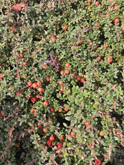 Cotoneaster horizontalis