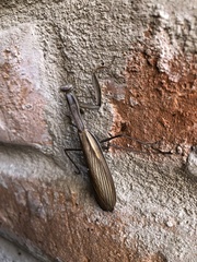 Mantis religiosa