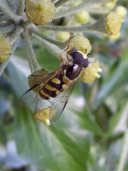 Dasysyrphus