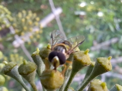 Dasysyrphus