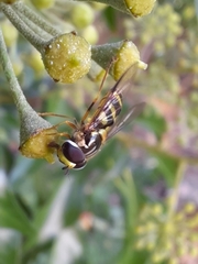 Dasysyrphus