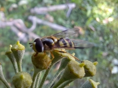 Dasysyrphus