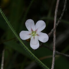 Drosera spilos