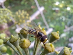 Dasysyrphus