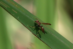 Mischocyttarus mexicanus cubicola