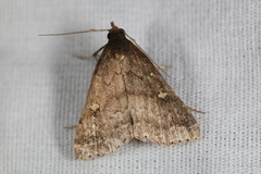Tetanolita mynesalis