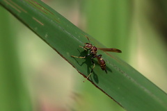 Mischocyttarus mexicanus cubicola