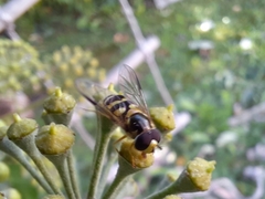 Dasysyrphus