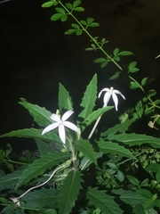 Hippobroma longiflora