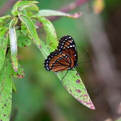 Limenitis archippus floridensis