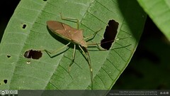 Paradasynus spinosus