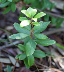 Pieris phillyreifolia