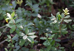 Pieris phillyreifolia