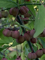 Euonymus