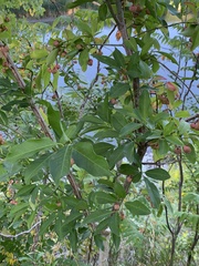 Euonymus