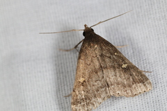 Tetanolita mynesalis