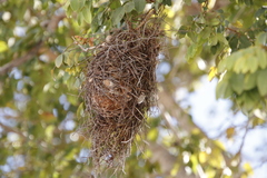 Anaplectes rubriceps rubriceps