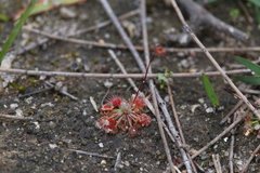 Drosera spilos