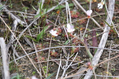Drosera spilos